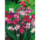 Бабіана Kew hybrids 4/5