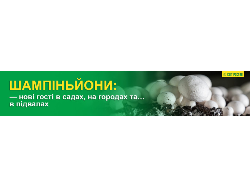 Шампіньйони — нові гості в садах, на городах та… в підвалах