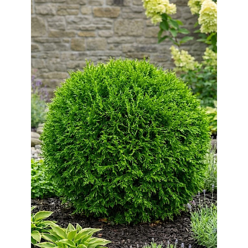 Туя західна Холм Болл (Holm Ball) С2
