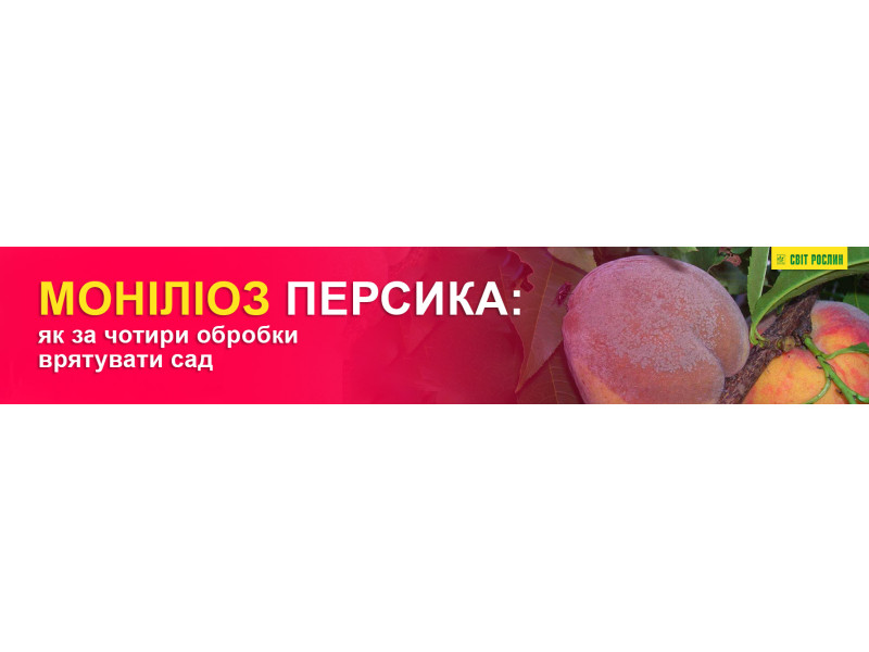Моніліоз персика: як за чотири обробки врятувати сад