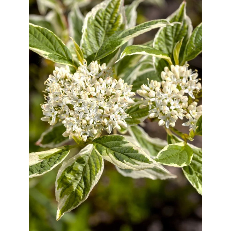 Дерен білий Sibirica Variegata С3
