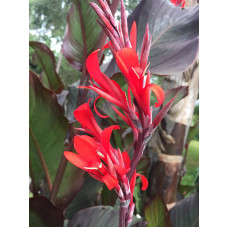 Канна Red Stripe