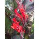 Канна Red Stripe