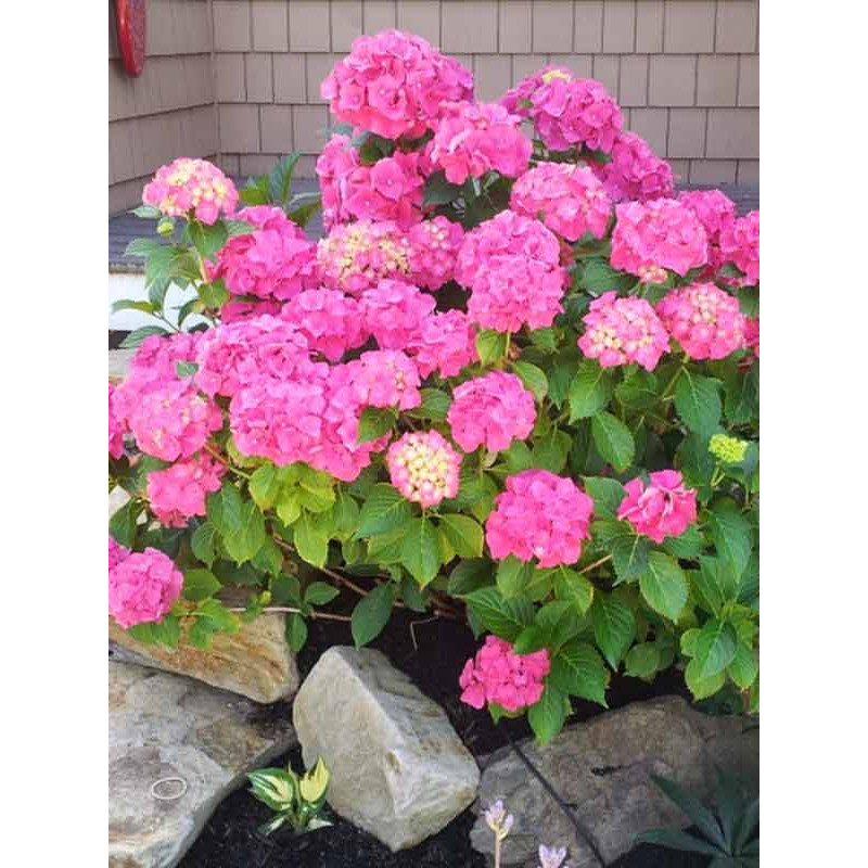 Гортензія крупнолистова Rosita С3
