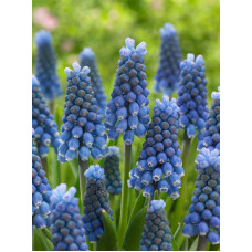 Мускарі Blue Magic 7/8