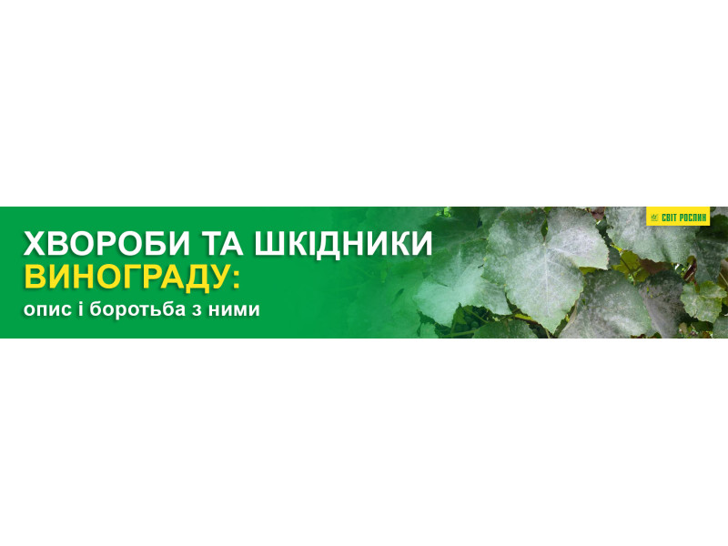 Хвороби та шкідники винограду: опис і боротьба з ними