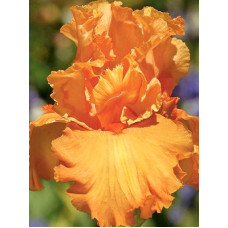 Ірис germanica Apricot Silk