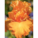 Ірис germanica Apricot Silk