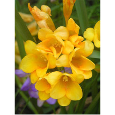Фрезія Yellow проста 5+