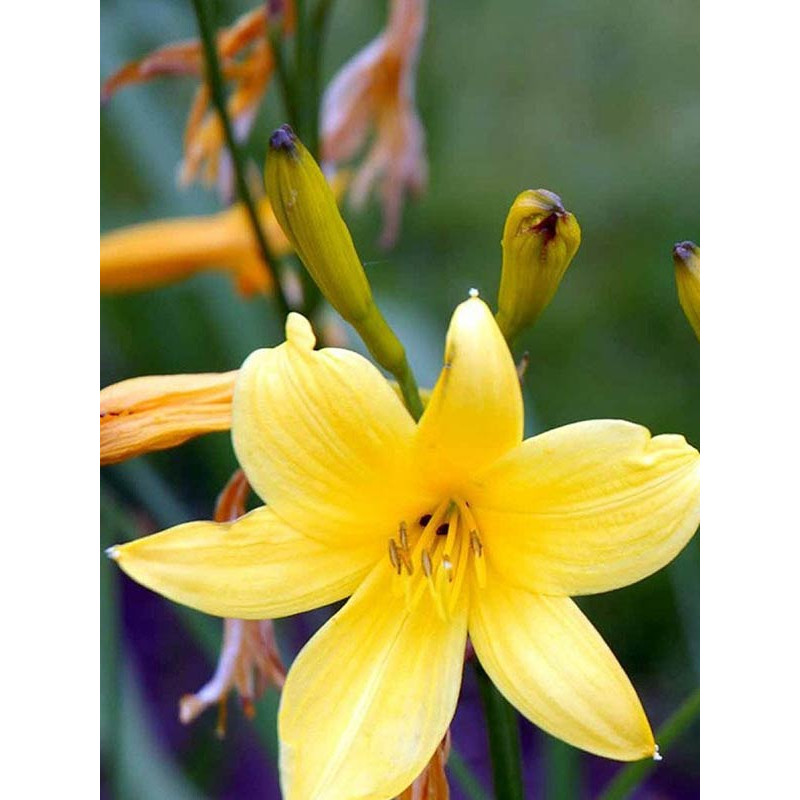 Лілейник Citrina