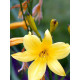Лілейник Citrina