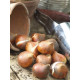Тюльпан Грейга Double Red Riddin Hood 10/11