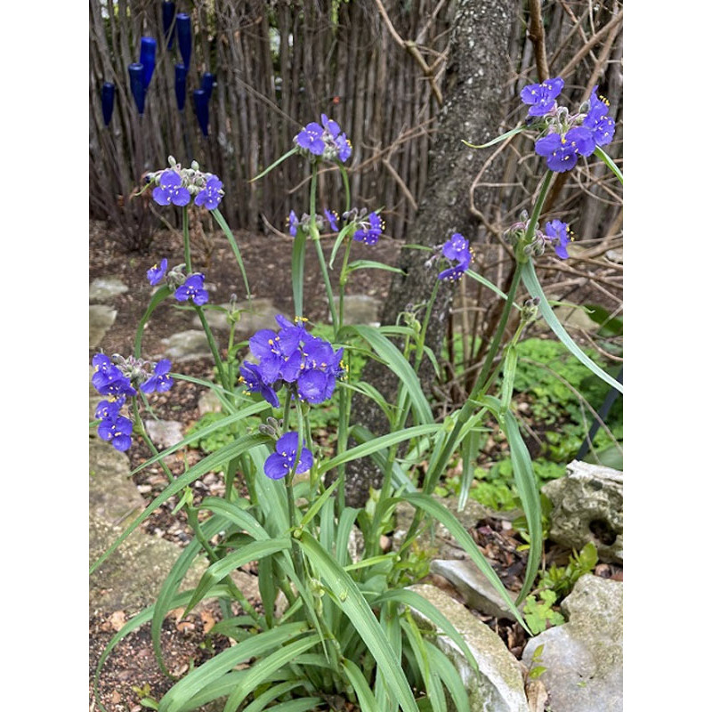 Традесканція Цваненбург Блу (Zwanenburg Blue)