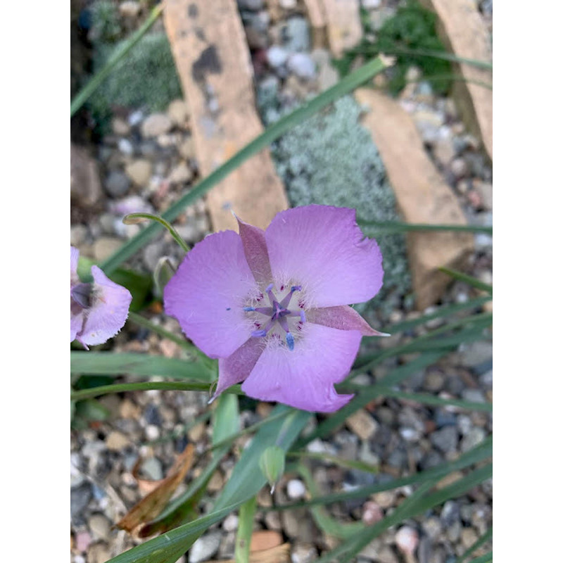 Калохортус Uniflorus Cupido 4+