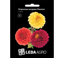 Насіння Жоржина Помпон махрова суміш 0,2 г LedaAgro