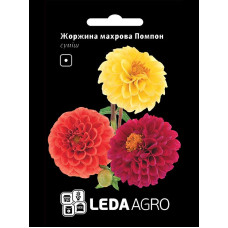 Насіння Жоржина Помпон махрова суміш 0,2 г LedaAgro