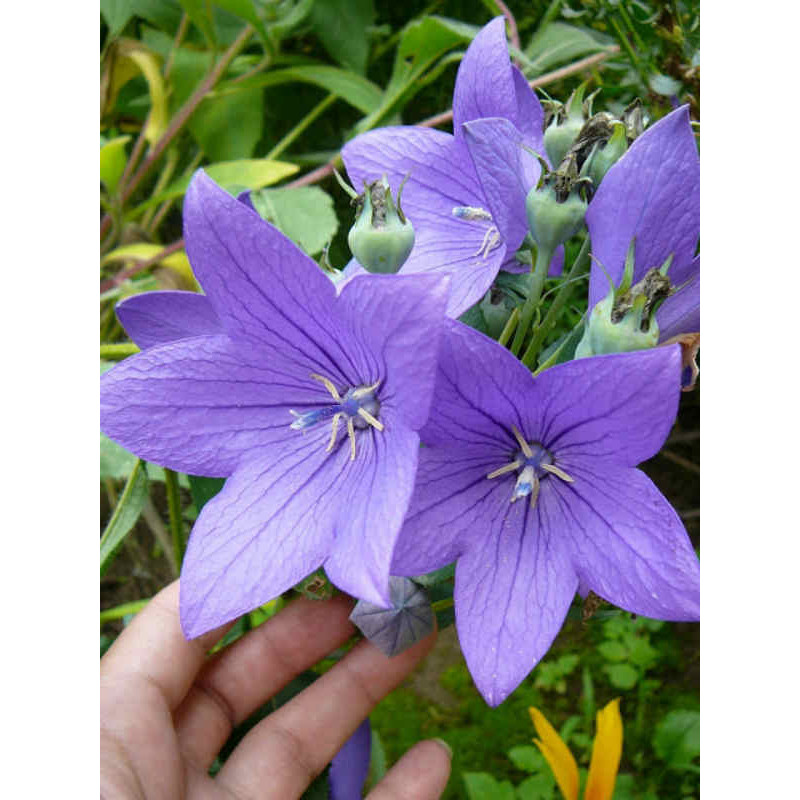 Платикодон Fuji Blue Широкодзвіночок (1 шт)