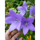 Платикодон Fuji Blue Широкодзвіночок (1 шт)