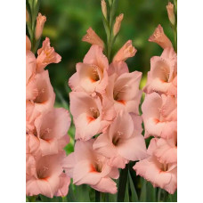 Гладіолус Apricot Beauty 10/12