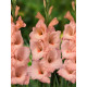 Гладіолус Apricot Beauty 10/12