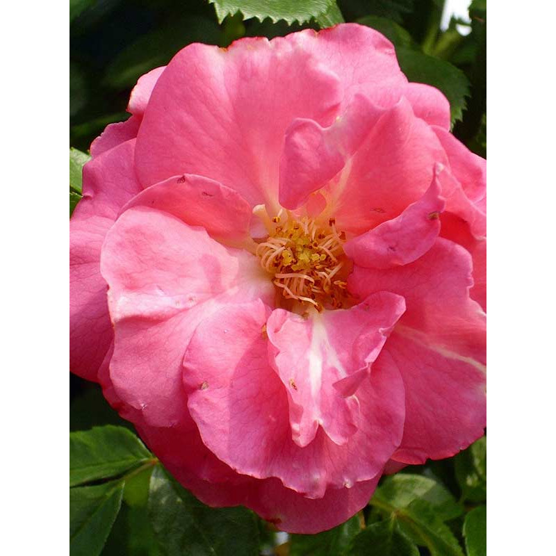 Троянда Chaplin's Pink Cluster Плетиста