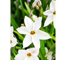 Іфейон White Star 4+