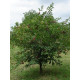Вишня Лутовка ранняя 2 года 7.5 л