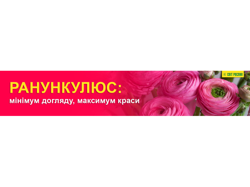Ранункулюс: мінімум догляду, максимум краси