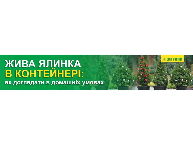  Жива ялина в контейнері - як доглядати в домашніх умовах