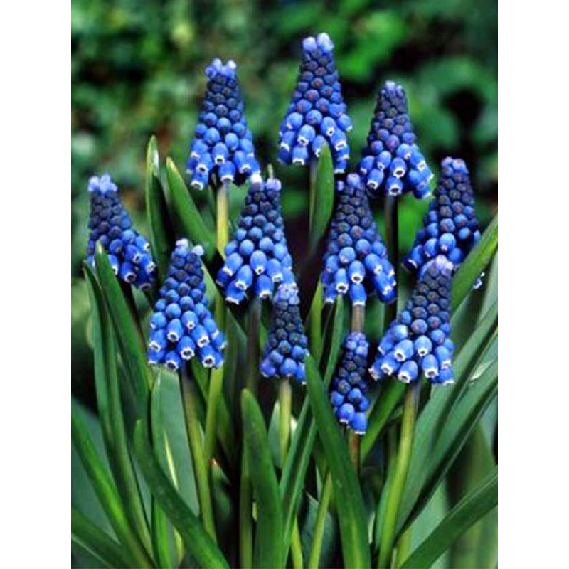 Мускарі Aucheri Blue Magic 6/7