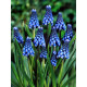 Мускарі Aucheri Blue Magic 6/7