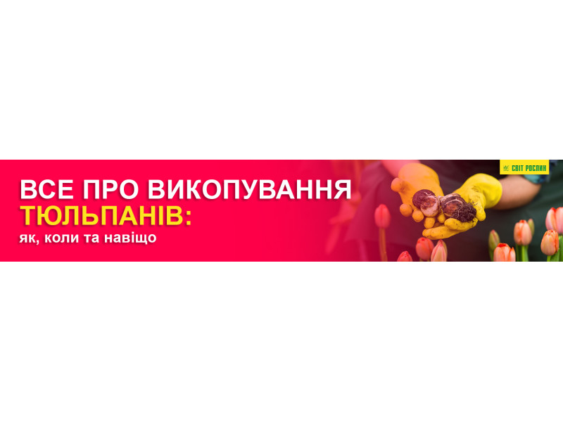 Все про викопування тюльпанів: як, коли та навіщо