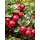 Брусниця врожайна Корал