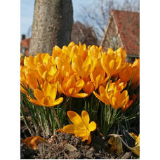 Крокус великоквітковий Golden Yellow (Голден Еллоу)