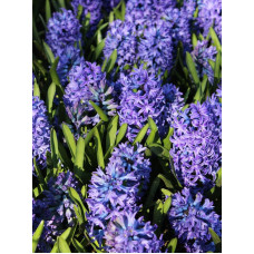 Гіацинт Delft Blue 
