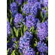 Гиацинт Delft Blue (Дельфт Блю)