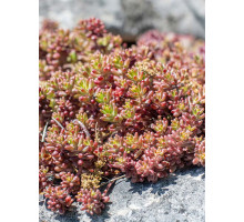  Седум (очиток) білий Корал Карпет (Coral Carpet) P9