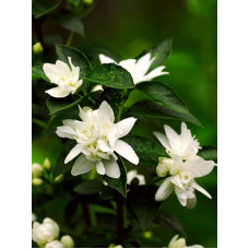 Жасмин Лемон (Philadelphus Lemoinei)