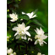 Жасмин Лемоней (Philadelphus Lemoinei)