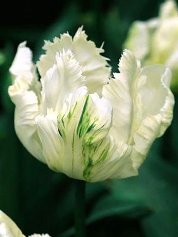 Набор луковичных 