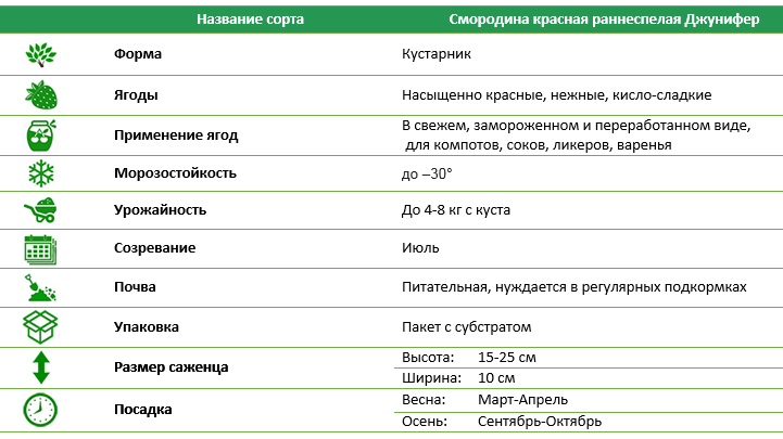 Смородина красная раннеспелая Джунифер