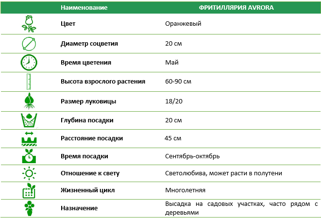 Фритиллярия Avrora