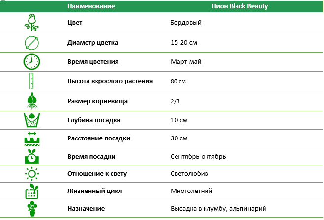 Пион Black Beauty