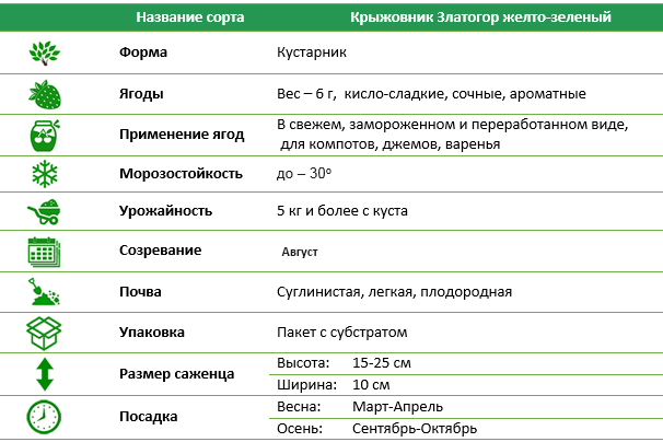 Крыжовник Златогор желто-зеленый