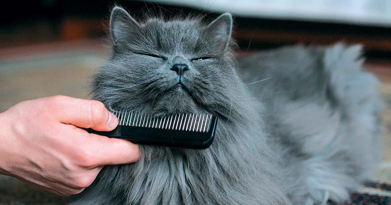 Що потрібно для кота
