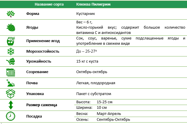 Клюква морозоустойчива Пилигрим