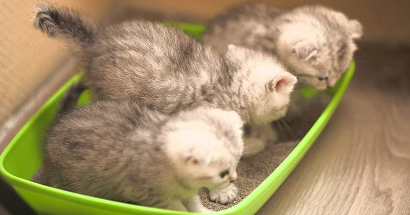 Що потрібно для кота