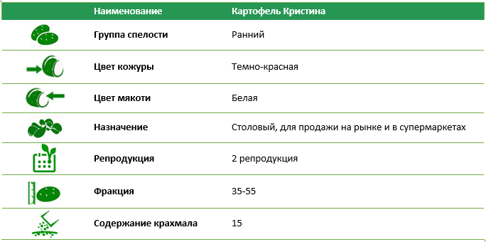 Семенной картофель Кристина 2 репродукция фракция 35-55 1 кг