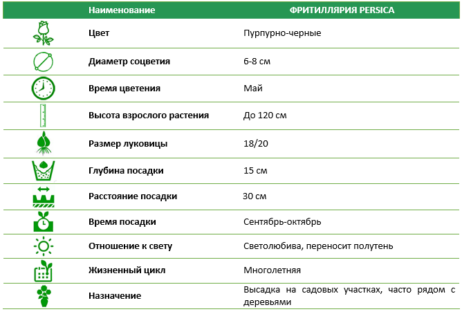 Фритиллария Persica