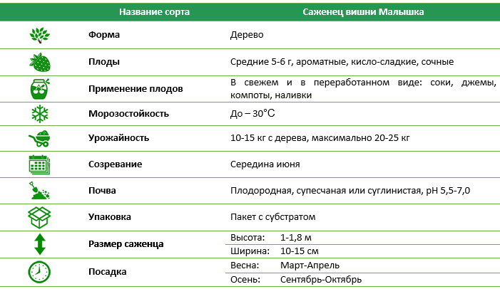 Вишня Малышка